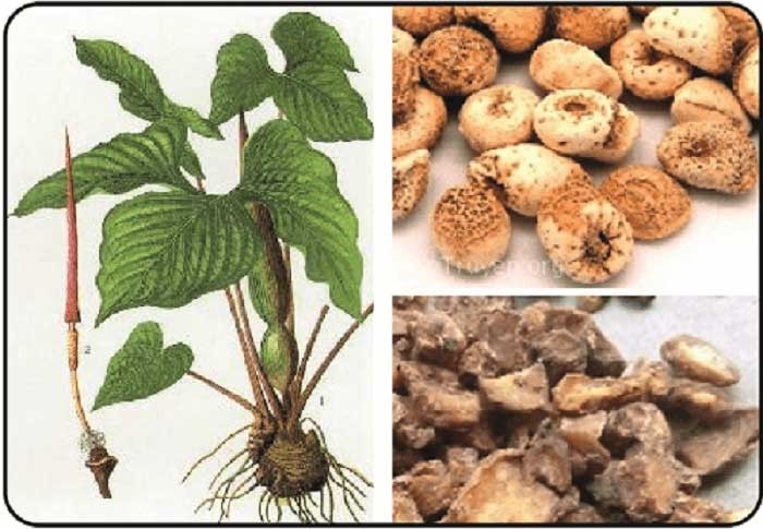 Bài thuốc Đông y điều trị bệnh rối loạn tiền đình