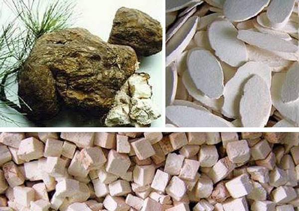 Bạch linh (Bạch phục linh) (Poria cocos (Schw.)