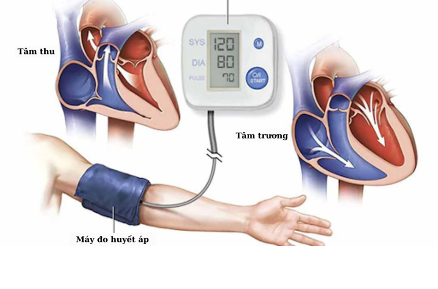 Huyết áp thấp là gì? Nguyên nhân, triệu chứng và cách điều trị